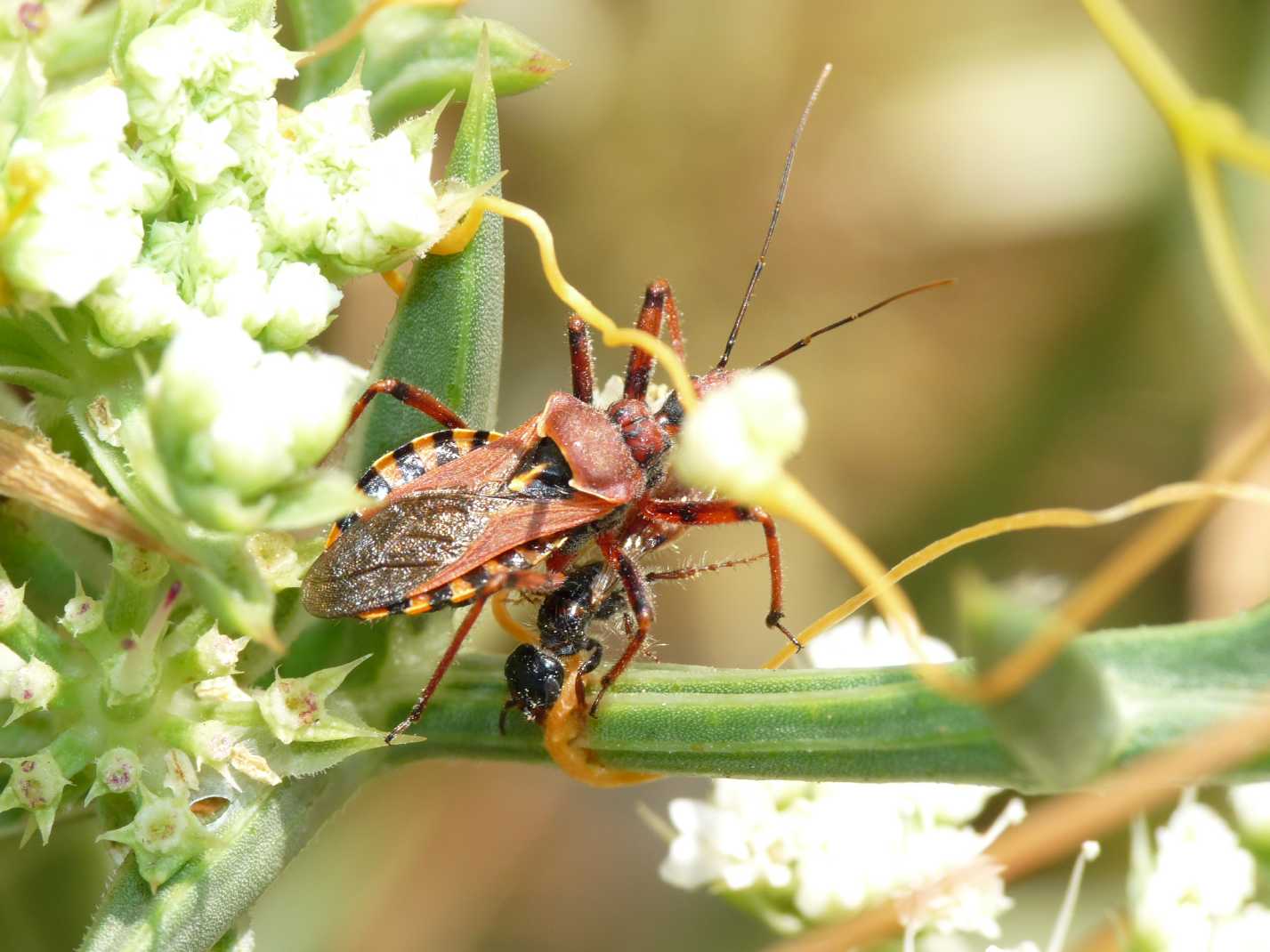 Rhynocoris erhytropus con preda